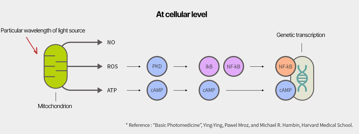 Principles of cell action